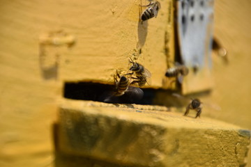 Obraz premium Honey bees on the home apiary