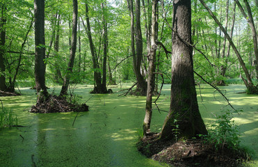 Lake in a wood green and trees