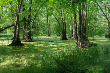 Fototapeta na wymiar Lake in a wood green and trees