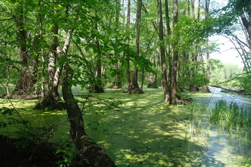 Obraz premium Lake in a wood green and trees