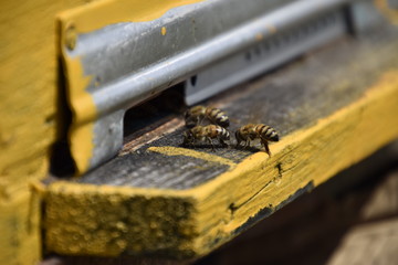 Honey bees on the home apiary