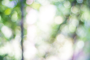 Fototapeta premium Forest blur nature park with green tree abstract background