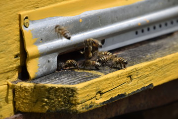 Honey bees on the home apiary