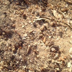 Sea sand and shells. Beautiful  background