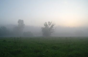 Misty meadow spring at sunrise