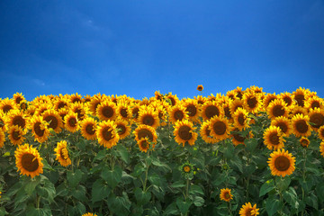 field of sunflowers
