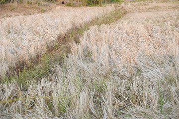 Fototapeta premium view of the arid cornfield in Thailand