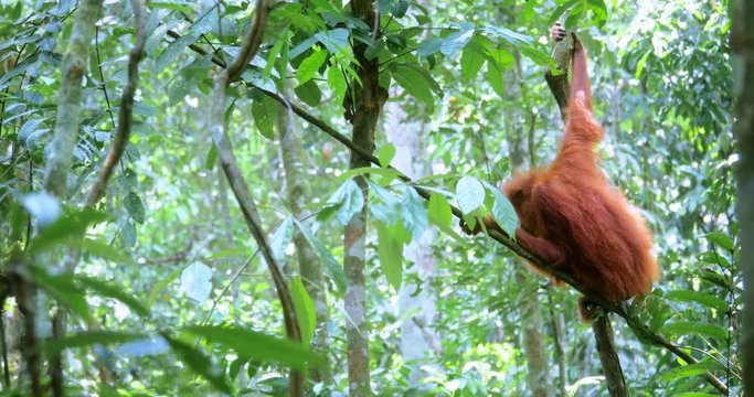 Jungle rainforest nature wildlife background. Sumatra orangutan on tree branch