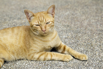 Kitten, resting cat on a flor in colorful blur background, cute funny cat close up, young playful...