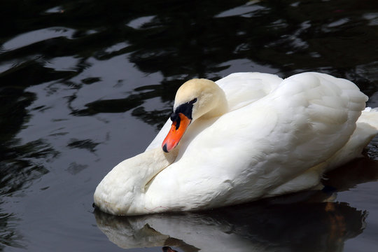 Bird swan. Amazing white swan bird swims in blue water. Beautiful swan bird. Swan bird with amazing wings. Swan bird under sunlight. Amazing swan bird. Sunny swan bird. Cute swan bird. Swan on lake.