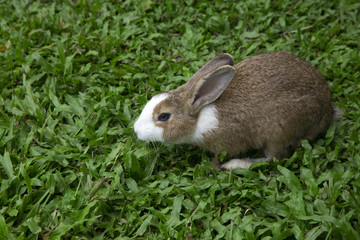 Little rabbit on green grass in summer day