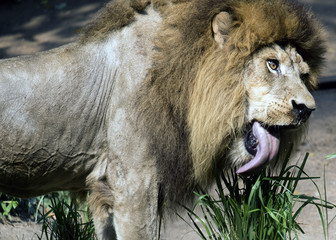 A portrait view of a male African lion