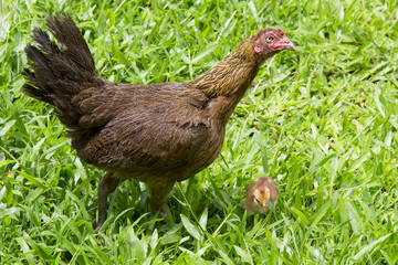 Hens in a free range farm. This hens lay first quality organic eggs.