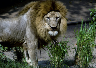 A portrait view of a male African lion
