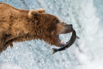 Naklejka premium Alaskan brown bear attempting to catch salmon