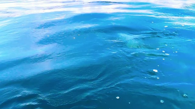 Swimming wild dolphins seen through transparent sea water from boat during trip