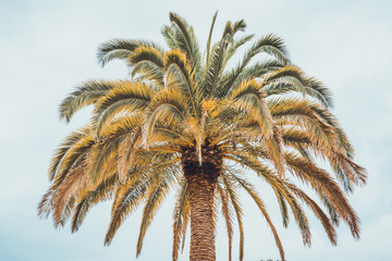 Tropical palm tree against a pale blue sky