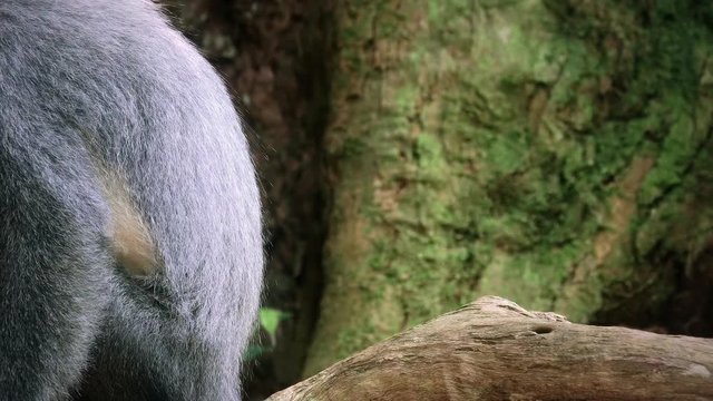 Cute playful baby Thomas's Leaf Monkey in Gunung Leuser national park in Sumatra