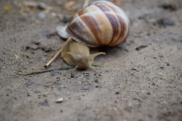 Snail Face
