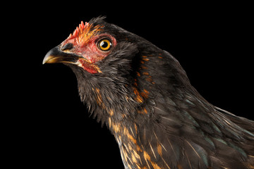 Closeup Ginger Chicken Curious Looks Isolated on Black Background in Profile view