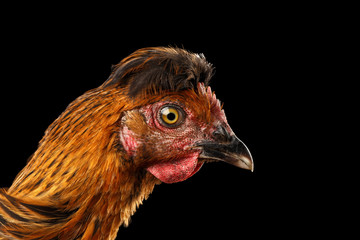 Closeup Ginger Chicken Curious Looks Isolated on Black Background in Profile view