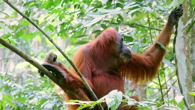 Orangutan climbing tree branches through forest canopy. Wild endangered animal