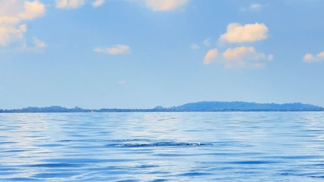 Playful dolphin jumps high and makes splash on water near coast of Sri Lanka