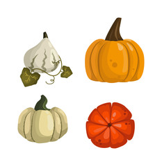 Autumn collection of pumpkin set elements design with different pumpkins oriental bittersweet vector illustration. Orange halloween pumpkin set vegetable collection. Harvest symbol season decoration.