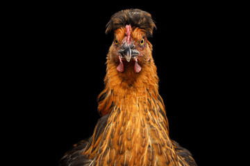 Closeup Ginger Chicken Curious Looks Isolated on Black Background in Front view