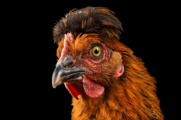 Close-up Ginger Chicken Nieuwsgierig kijkt geïsoleerd op zwarte achtergrond in profielweergave