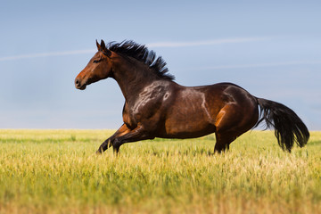 Obraz na płótnie Canvas Bay horse trotting in field