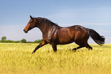 Fototapeta na wymiar Bay horse trotting in field
