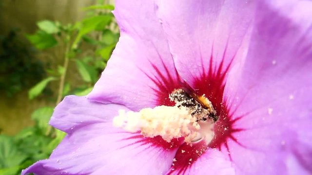 Hummel schwer beladen mit Pollen f&auml;llt von der Hibiskus Bl&uuml;te.