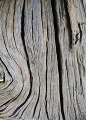 Obraz premium Surface patterned hardwood classic background.