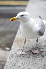 Seagull closeup of the head