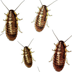 Cockroaches texture