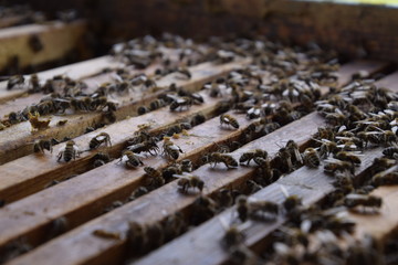 Honey bees on the home apiary