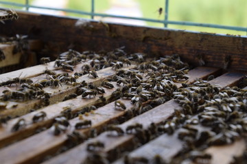 Honey bees on the home apiary