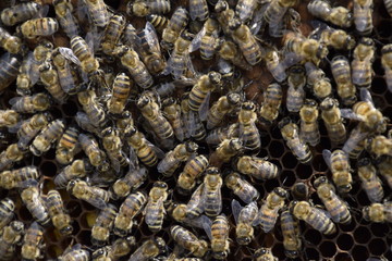 Honey bees on the home apiary