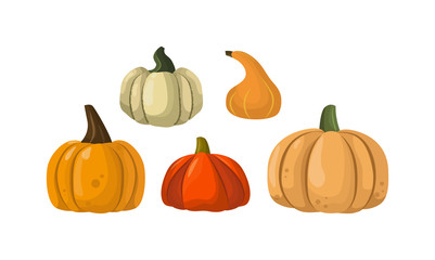 Autumn pumpkin vegetable design. Pumpkin oriental bittersweet vector illustration. Orange halloween pumpkin vegetable collection. Harvest symbol season decoration.
