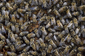 Honey bees on the home apiary