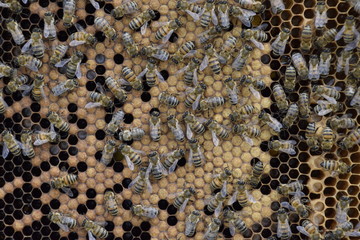 Honey bees on the home apiary