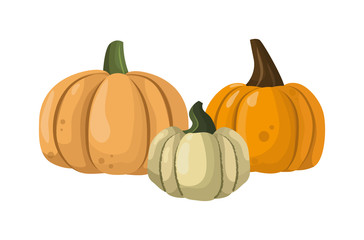Autumn collection of pumpkin set elements design with different pumpkins oriental bittersweet vector illustration. Orange halloween pumpkin set vegetable collection. Harvest symbol season decoration.