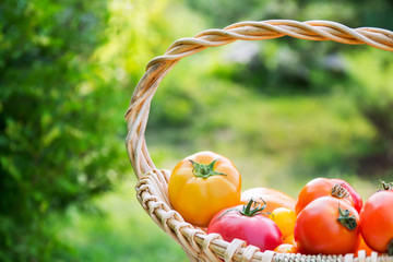 Fresh yellow and red organic tomatoes in basket outdoors close u