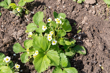 Several strawberry flowers on the stem. Strawberry flowers. Green bush blooming in the spring strawberries. Blooming strawberry. Selective focus. Natural green blurred spring background.
