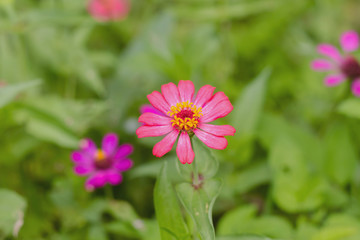 Flower background , selective focus , blur background