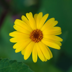 yellow flower on a green background