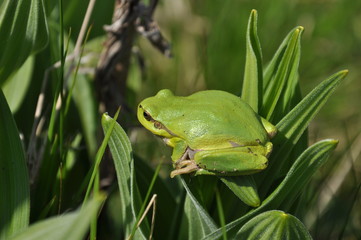 European tree frog (Hyla arborea)