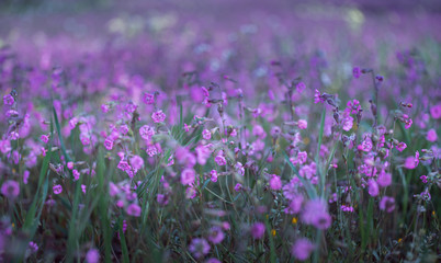 Naklejka premium Violet Small Flowers Meadow Close Up