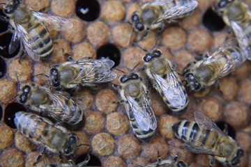 Honey bees on the home apiary